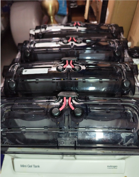 invitrogen mini gel tank with power source